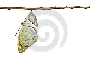 Isolated Common Archduke buttterfly emerged from chrysalis Lex photo