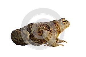Isolated common brown toad