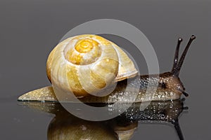 Isolated common European garden snail Helix aspersa