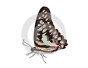 Isolated of common jay butterfly (Graphium doson)