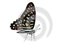 Isolated the common jay butterfly