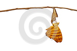 Isolated common maplet Chersonesia risa butterfly hanging on photo