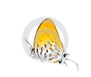 Isolated common posy butterfly on white