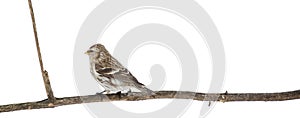 Isolated common redpoll on long dry branch photo