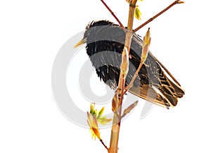 Isolated common starling bird on a twig