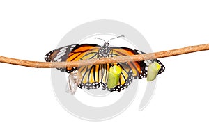 Isolated common tiger butterfly emerging from pupa hanging on twig