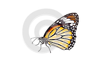 Isolated common tiger butterfly on white