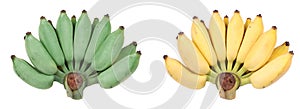 Isolated of compare with green cultivated banana,yellow cultiv
