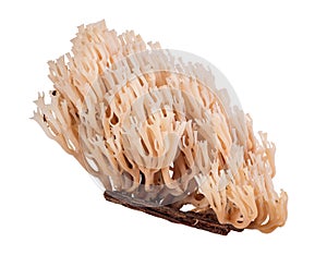 Isolated coral fungi