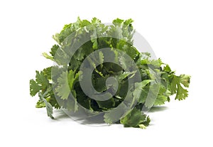 Isolated Coriander