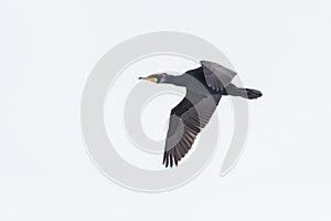 Isolated cormorant bird phalacrocorax carbo in flight