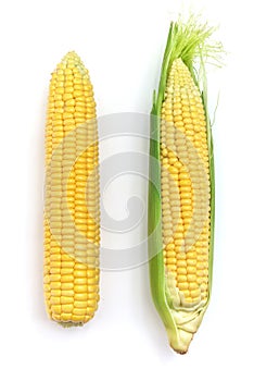 Isolated corn photo