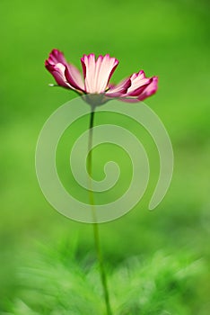 Isolated Cosmos Flower