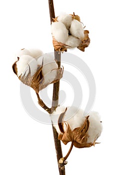 Isolated cotton branch