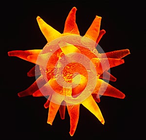 Isolated covid 19 virus on black backtround. Macro photo of gell spike sphere in red and yellow color photo