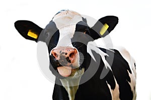 Isolated cow with ear tags sticking out of his tongue photo