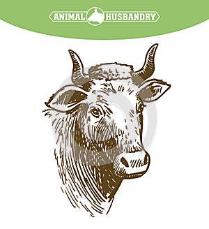 Isolated cow head on white background, animal husbandry, handmade sketch.