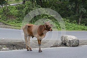 Isolated Cow Standing on the Road of National Highway