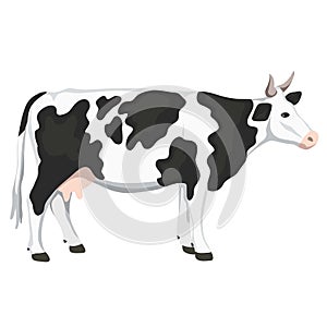 Isolated cow on white background, animal husbandry, handmade illustration.