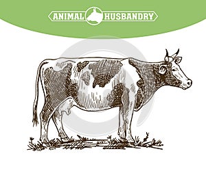 Isolated cow on white background, animal husbandry, handmade sketch.