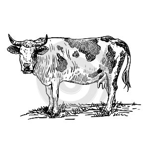 Isolated cow on white background, animal husbandry, handmade sketch.