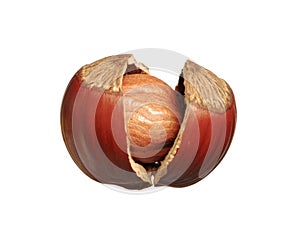 Isolated cracked hazelnut