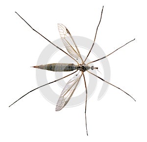 Isolated crane fly