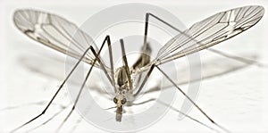 Isolated Crane Fly very close
