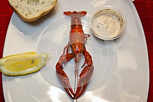 Isolated crawfish on a dinner plate