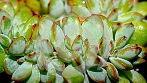 Isolated crested Echeveria pulidonis on black background.