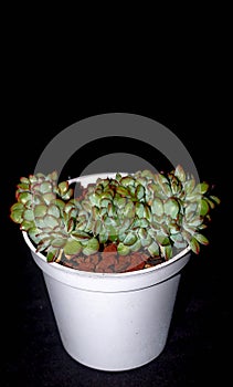 Isolated crested Echeveria pulidonis on black background.