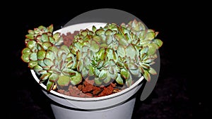 Isolated crested Echeveria pulidonis on black background.