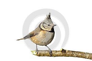 Isolated crested tit on twig