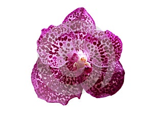Isolated crimson phalaenopsis or orchid flowers photo