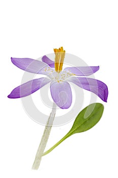 Isolated crocus blossom
