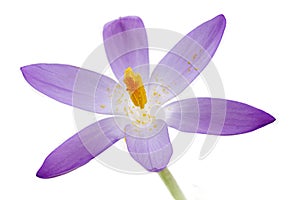 Isolated crocus blossom