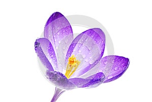 Isolated Crocus Blossom