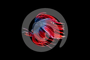 Isolated crowntail betta fish movement on black background