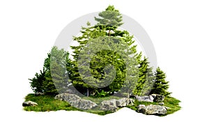 isolated cut out small forest and tree group on hill on white background