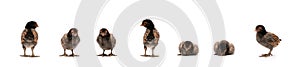 Isolated Cute black brown baby Appenzeller Chicks set on the row on white clear background studio light