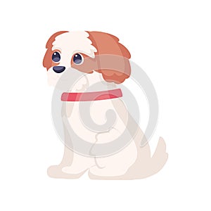 Isolated cute cavalier king charles spaniel dog breed cartoon Vector