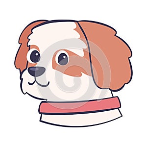 Isolated cute cavalier king charles spaniel dog breed cartoon Vector