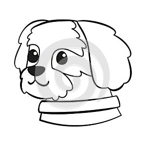 Isolated cute cavalier king charles spaniel dog breed cartoon Vector