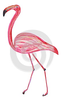 Isolated cute flamingo steps drawn by pencils on a white background. Hand drawing illustration for design, prints, posters, cards