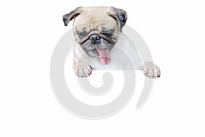 Isolated cute puppy dog pug look down with copy scape for label