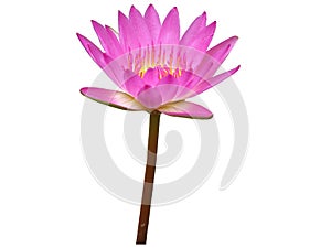 isolated cutout Lotus flowers die cut element transparent background with clipping path