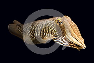 Isolated Cuttlefish photo