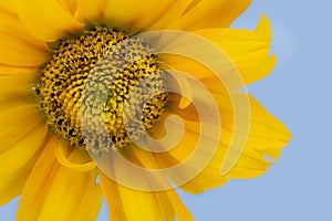 Isolated on cyan sunflower