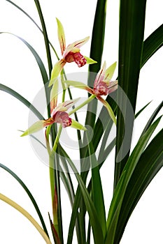 Isolated Cymbidium flowers in white background