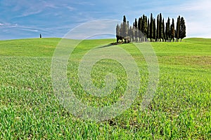 Isolated cypress trees standing on the rolling hills of green grassy fields under blue sunny sky in Val d`Orcia